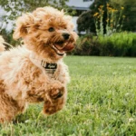 dog poop dudes privacy policy