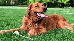 Golden Retriever laying on green grass with a ball 