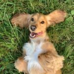 dog poop clean up service near me