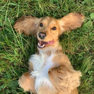 Dog Poop Clean Up Service Near Me: Hassle-Free Help